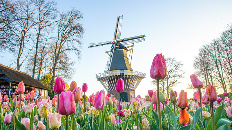 Holland med Blomsterkortegen